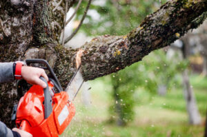 Tree Cutting